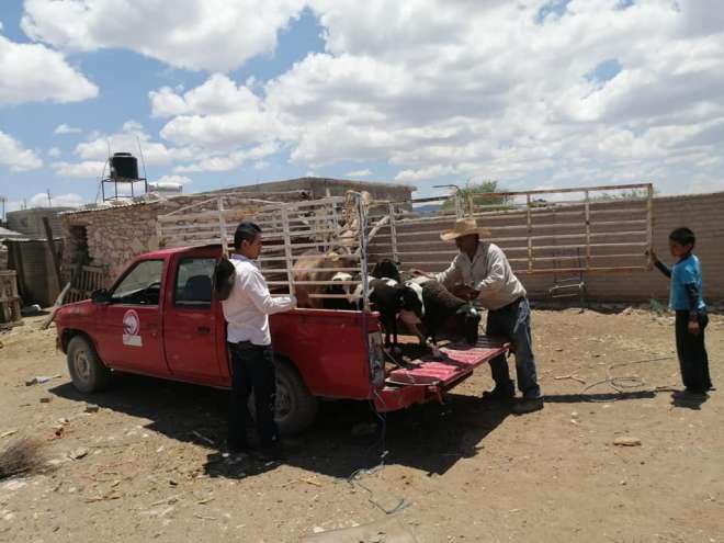 Entregan paquete de ovinos en comunidad de Sarteneja